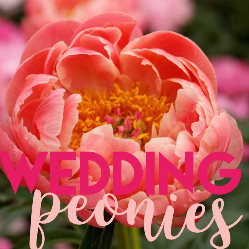 The Perfect Flowers for Your Wedding: Pretty Peonies Image