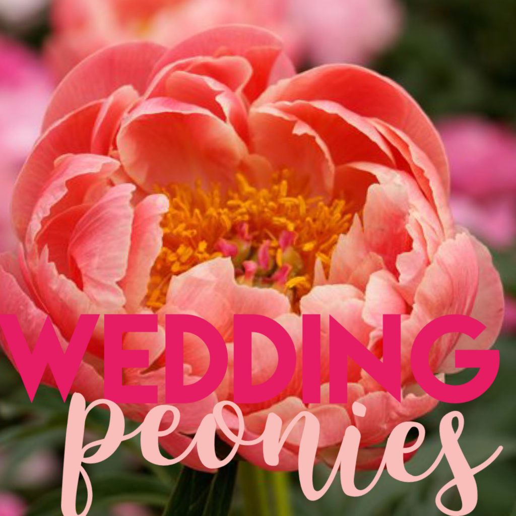 The Perfect Flowers for Your Wedding: Pretty Peonies. Desktop Image